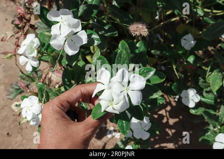 Femmina tenuta bella bianco Periwinkle rosa mazzo piante. Vinca rosea fiori bianchi fiorendo in giardino Foto Stock