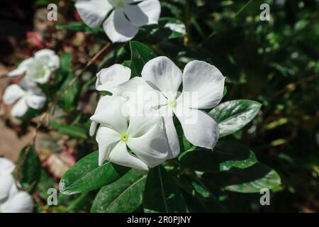 Belle piante bianche Periwinkle rosa mazzo. Vinca rosea fiori bianchi fiorendo in giardino Foto Stock