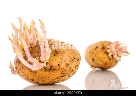 Due patate con germogli, macro, isolate su fondo bianco. Foto Stock