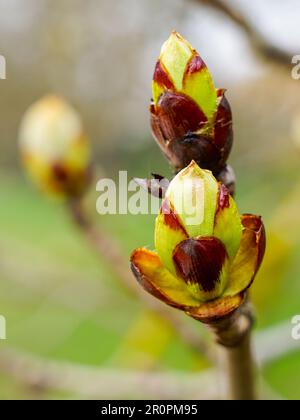 Germogli di castagno, aesculus hippocastanum, primo piano nella giornata di sole all'inizio della primavera Foto Stock