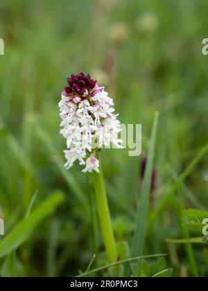 Punta bruciato orchid, Neotinea ustulata Foto Stock