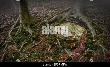 Dettaglio di una foresta suggestiva con radici di alberi esposte che crescono attorno a una roccia ricoperta di muschio sul suolo boschivo, con toni scuri e un'atmosfera terrosa umida Foto Stock