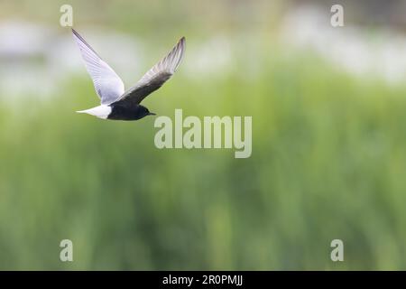 La terna dalle ali bianche, o terna nera dalle ali bianche (Chlidonias leucopterus o Chlidonias leucoptera), è una specie di terna della famiglia Laridae. Foto Stock