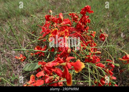 Fiori di pavone o alberi di fiori gulmohar mazzo su erba verde Foto Stock