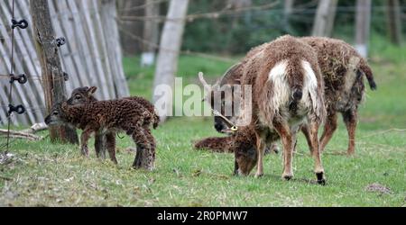 Gruppo di due pecore Soay e la loro prole pascolo in un prato con un recinto storto sullo sfondo Foto Stock