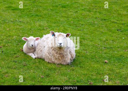 Pecora e agnello su pascoli che circondano Camber Castle, Rye, East Sussex England, UK Foto Stock