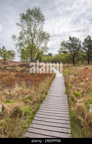 Una lunga passeggiata a bordo si estende fuori dalla cornice sopra la palude boggy sopra High Dam Tarn nel Lake District. Foto Stock