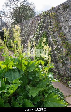 Plas Cadnant Hidden Gardens un bellissimo giardino a Menai Bridge, Anglesey, Galles del Nord. Aperto al pubblico regolarmente è pieno di interesse. Foto Stock