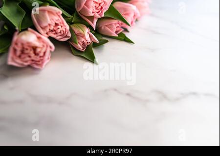 Tulipani rosa su sfondo di marmo bianco. Fiori primaverili. Spazio di copia. Foto Stock