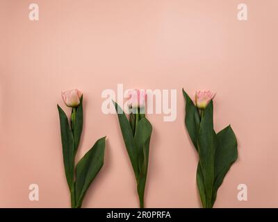 Vista dall'alto dei tulipani rosa su sfondo rosa. Tre tulipani giacitura piatta, copia spazio. Foto Stock