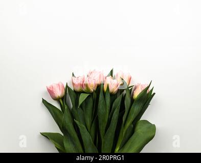 Vista dall'alto dei tulipani rosa su sfondo bianco. Fiori mazzo piatto, copia spazio. Foto Stock