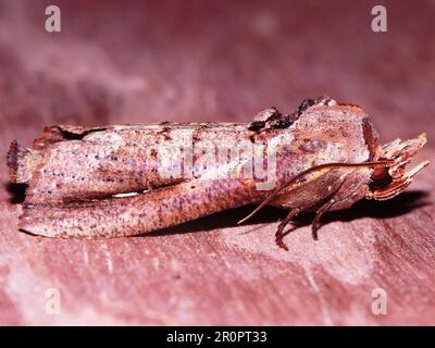 Prominente falena (Famiglia Notodontidae) Hapigia dorema specie isolate su uno sfondo bianco dalla giungla del Belize Foto Stock