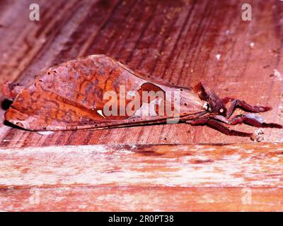 Prominente falena (Famiglia Notodontidae) Hapigia dorema specie isolate su uno sfondo bianco dalla giungla del Belize Foto Stock