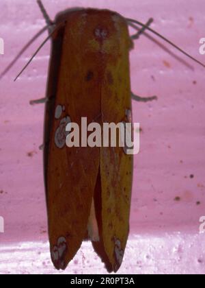 Prominente falena (Famiglia Notodontidae) Hapigia dorema specie isolate su uno sfondo bianco dalla giungla del Belize Foto Stock