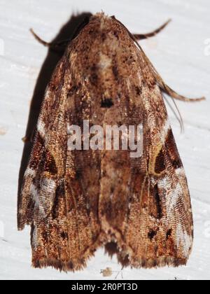 Prominente Moth (famiglia Notodontidae) di specie indeterminate isolate su sfondo bianco dalla giungla del Belize, America Centrale Foto Stock