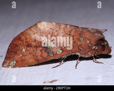 Prominente Moth (famiglia Notodontidae) di specie indeterminate isolate su sfondo bianco dalla giungla del Belize, America Centrale Foto Stock