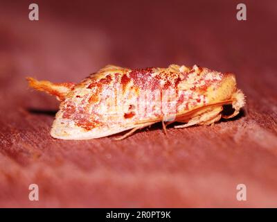 Specie indeterminate di mosca tropicale isolate su uno sfondo naturale dalla giungla del Belize Foto Stock