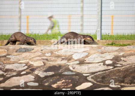 Due membri di una famiglia di lontre rivestite lisce lasciano un serbatoio per tornare al mare, Singaproe Foto Stock