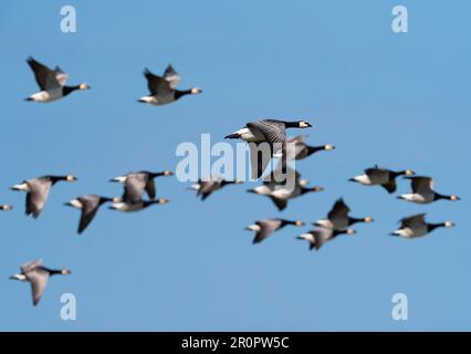 Wangerooge, Germania. 14th Apr, 2023. 14.04.2023, Wangerooge. Le oche di Barnacle (leucopsis di Branta), volando nel cielo sopra l'isola di Wangerooge, Frisone Orientale. Credit: Wolfram Steinberg/dpa Credit: Wolfram Steinberg/dpa/Alamy Live News Foto Stock