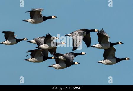 Wangerooge, Germania. 14th Apr, 2023. 14.04.2023, Wangerooge. Le oche di Barnacle (leucopsis di Branta), volando nel cielo sopra l'isola di Wangerooge, Frisone Orientale. Credit: Wolfram Steinberg/dpa Credit: Wolfram Steinberg/dpa/Alamy Live News Foto Stock