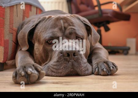 Un cane sdraiato sul pavimento a casa Foto Stock