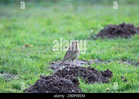 un solo mughetto in piedi sulla cima di una collina mole nell'erba verde Foto Stock