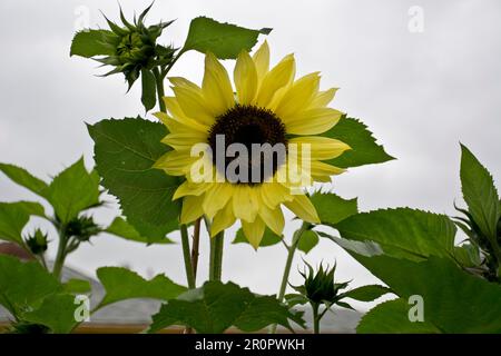 Girasoli regina al limone con petali di fiori gialli e foglie verdi fioriscono nella stagione primaverile Foto Stock