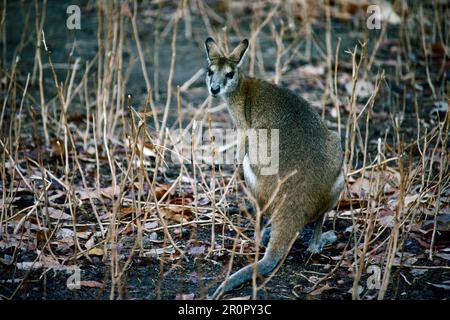 Wallaby al Bark Hut Inn, Northern Territory, Australia Foto Stock