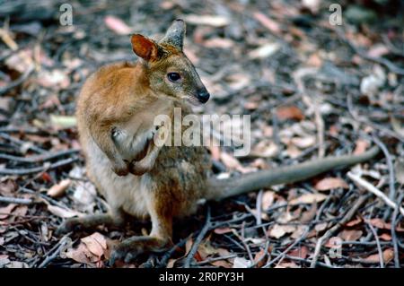 Wallaby al Bark Hut Inn, Northern Territory, Australia Foto Stock