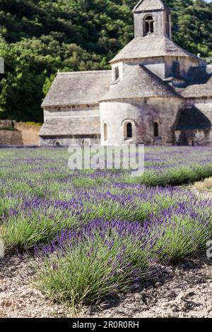 Francia, regione della Provenza, Abbazia di Senanque. Campo di lavanda nella stagione estiva Foto Stock