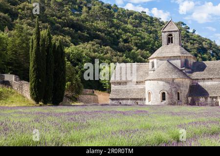 Francia, regione della Provenza, Abbazia di Senanque. Campo di lavanda nella stagione estiva Foto Stock