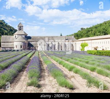 Francia, regione della Provenza, Abbazia di Senanque. Campo di lavanda nella stagione estiva Foto Stock