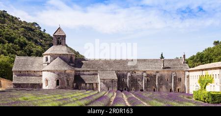 Francia, regione della Provenza, Abbazia di Senanque. Campo di lavanda nella stagione estiva Foto Stock