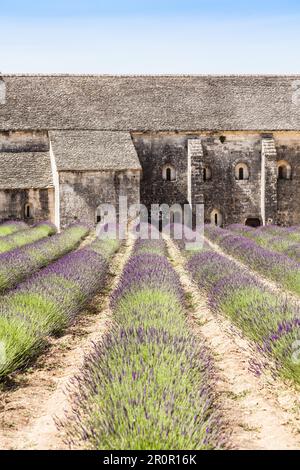 Francia, regione della Provenza, Abbazia di Senanque. Campo di lavanda nella stagione estiva Foto Stock