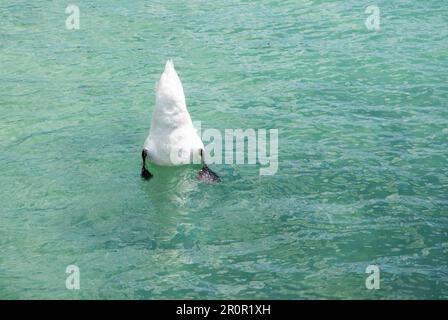 Coda bianca di un diving swan Foto Stock