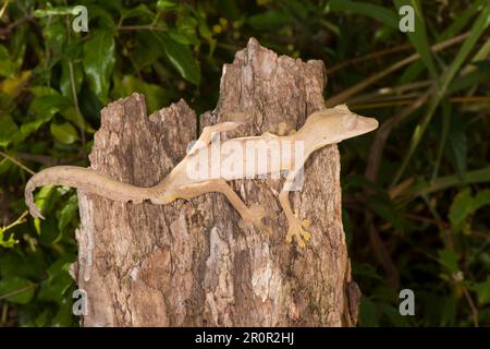 Geco foderato con coda di foglie (Uroplatus lineatus), Madagascar Foto Stock