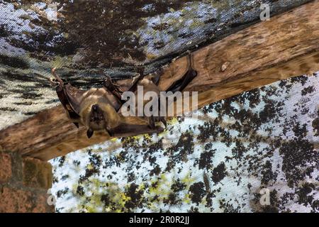 Madagascar Flying Fox o Madagascar (Pteropus rufus) pipistrelli di frutta appesi in un fienile, Madagascar Foto Stock