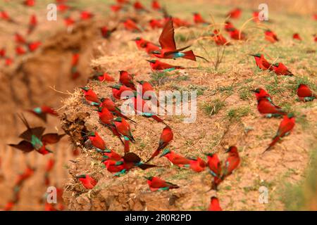 Gregge di mangiatori di api carminali meridionali (Merops nubicoides) che riposano nella colonia riproduttiva, Luangwa meridionale N. P. Zambia Foto Stock