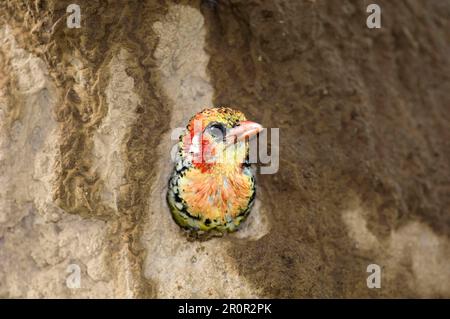 Barbet a testa di fiamma, barbet rosso e giallo (Trachyphonus eritrocephalus), Picchio, Animali, Uccelli, Barbet rosso e giallo adulto, a nesthole Foto Stock