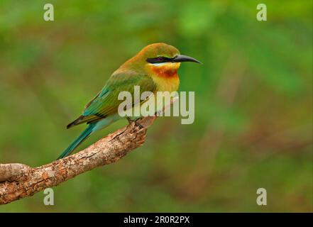 Ape-eater dalla coda blu (Merops philippinus), ape-eater dalla coda blu, animali, uccelli, ape-eater dalla coda blu adulto, Arroccato sullo Sri Lanka Foto Stock