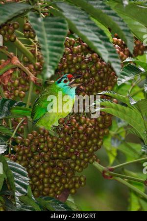 Barbet dalla gola blu (Megalaima asiatica davisoni) adulto, nutrito con frutta nell'albero, Kaeng Krachan N. P. Thailandia Foto Stock