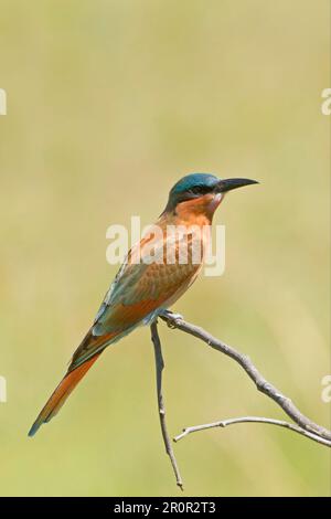 Ape-mangiatore di carminio del sud (Merops nubicoides) immaturo, seduto su un ramo, Delta di Okavango, Botswana Foto Stock