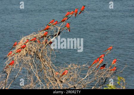 Gregge di mangiatori di api del carminio meridionale (Merops nubicoides), seduto su un albero morto accanto all'acqua in una colonia di allevamento, il fiume Okavango, Delta dell'Okavango Foto Stock