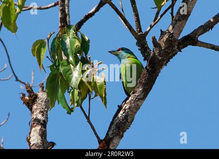 Barbet blu (Megalaima asiatica davisoni) maschio adulto, arroccato sul ramo, Kaeng Krachan N. P. Thailandia Foto Stock