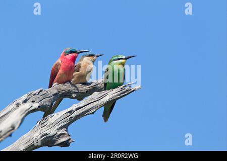 Mangiataria di ape del carmine meridionale (Merops nubicoides) adulto e immaturo, con mangiataria di ape dal gheppato blu (Merops persicus) adulto, seduto su morto Foto Stock