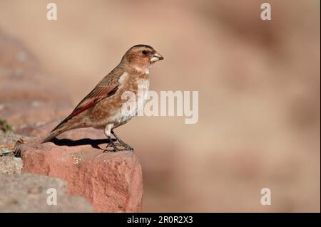 Finch con alette di Crimson (Rhodopechys sanguinea aliena) sottospecie Nord africana, maschio adulto, in piedi sulla roccia, Oukaimeden, Marocco Foto Stock