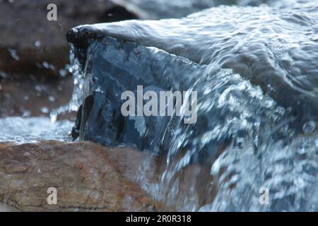 Penetratore a gola rufosa (Cincluss schulzi), penetratore a gola rufosa, uccelli canori, animali, uccelli, Penetratore a gola bianca rufoso per adulti, per foraggio Foto Stock