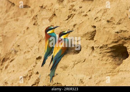 Mangiatore europeo di api (Apiaster Merops), coppia di adulti, seduto all'ingresso del buco nido, Estremadura, Spagna Foto Stock