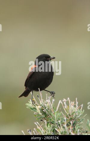 Austral Negrito (Lessonia rufa) maschio adulto, con cibo in becco vicino nestsite, arroccato sul bush, canale di Beagle, Tierra del Fuego, Argentina Foto Stock