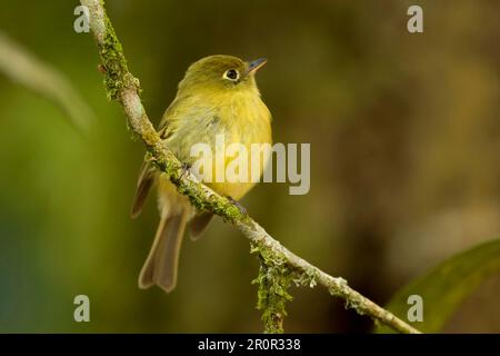 Flyellowish Flycatcher (Empidonax flavescens) adulto, arroccato su ramoscello, Costa Rica Foto Stock